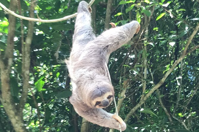 2-3-Hour Manuel Antonio Park Nature Guided Tour - Meeting and Pickup Information