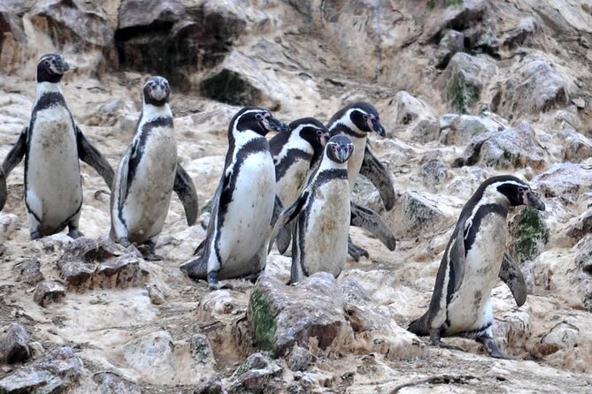 Boat Tour of the Ballestas Islands in Paracas - Tour Inclusions and Meeting Details