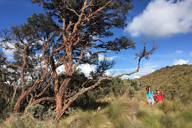 Cajas National Park Small-Group Tour From Cuenca - Group Size and Tour Logistics