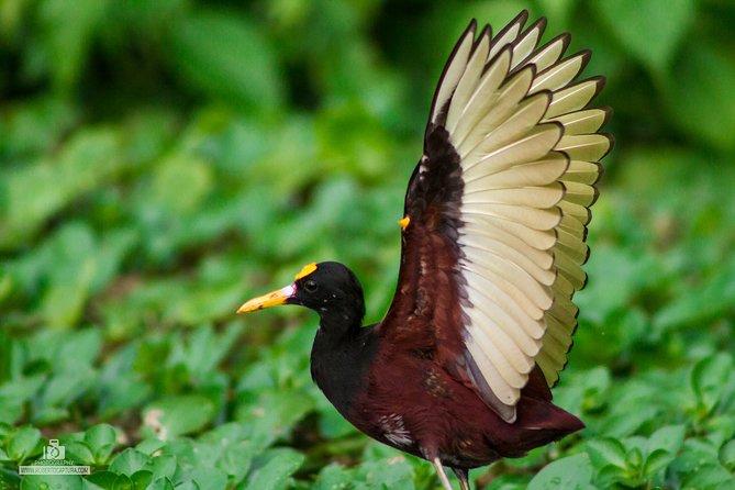 Canoe Tour in Tortuguero National Park - Wildlife Experience