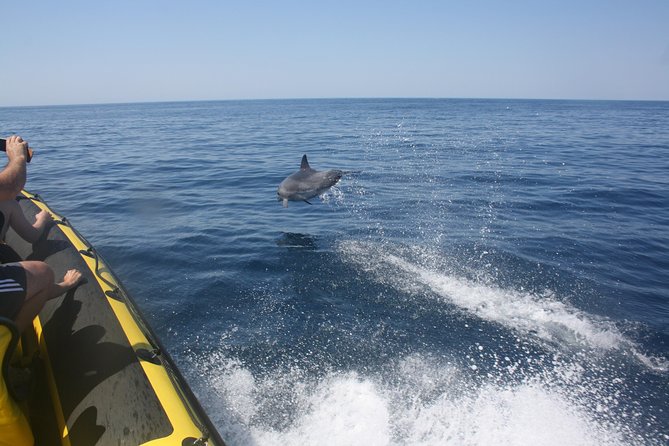 Caves and Dolphin Watching Cruise From Albufeira - Inclusions and Meeting Details