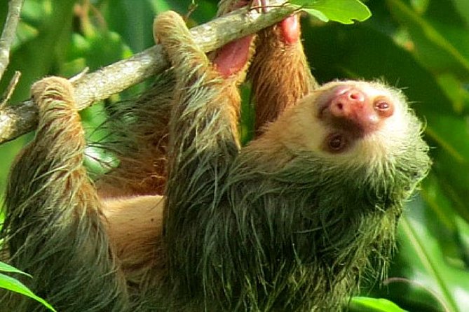 Costa Rica Sloth Tour in La Fortuna - Customer Reviews and Feedback