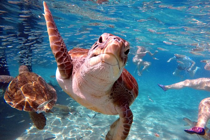 Curacao: Swimming With Sea Turtles and Grote Knip Beach Tour - Accessibility and Logistics