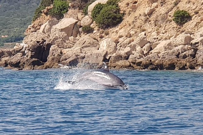 Dolphin Watching Tour - From Golfo Aranci - Tour Details and Restrictions