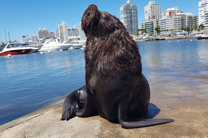 Full Day Punta Del Este - Inclusions and Logistics