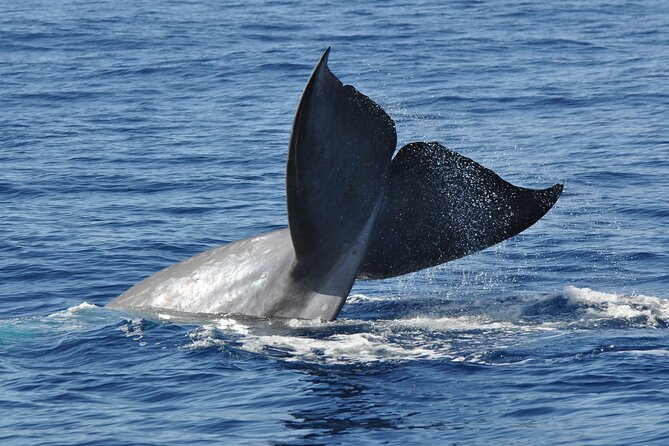 Half-Day Catamaran Trip From Funchal - Flexibility and Accessibility