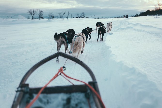 Husky Sledding Self-Drive Adventure in Tromso - Participant Requirements