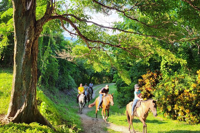 JUNGLE/ MOUTAIN AND BEACH TOUR HORSEBACK RIDING - 2h 1/2 - Location and Reviews