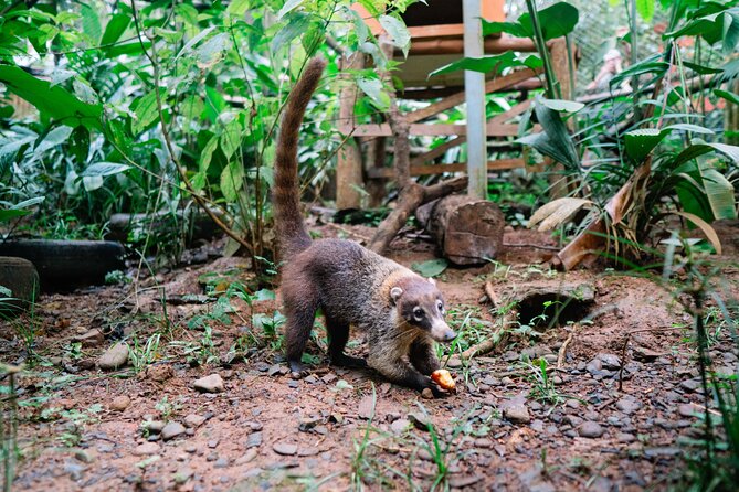 KSTR Re-Wilding Center Manuel Antonio (Sloth/Primate Park) - Meeting and Pickup