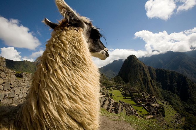 Machu Picchu Private Guided Tour From Aguas Calientes - Tour Guide Experiences