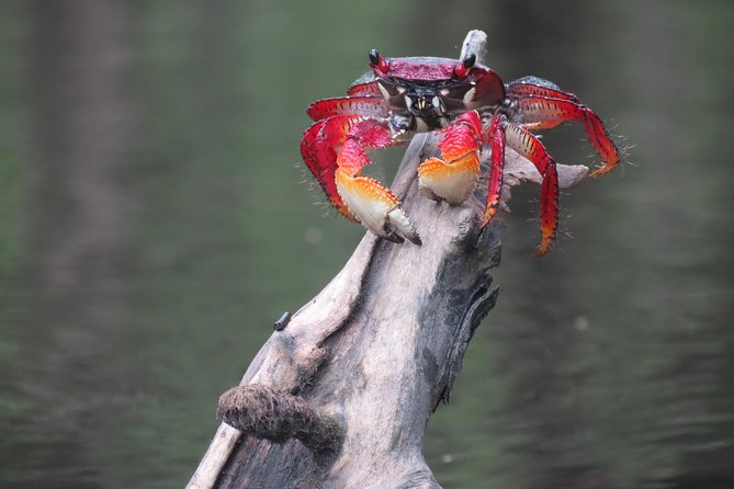 Mangrove, Beaches and Islands by Kayak Tour - Tour Activities