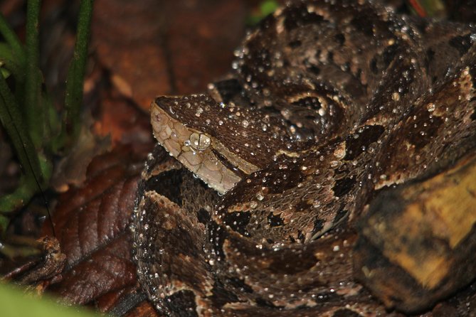 Manuel Antonio Jungle Night Tour With Pick up Included - Inclusions and Meeting Information