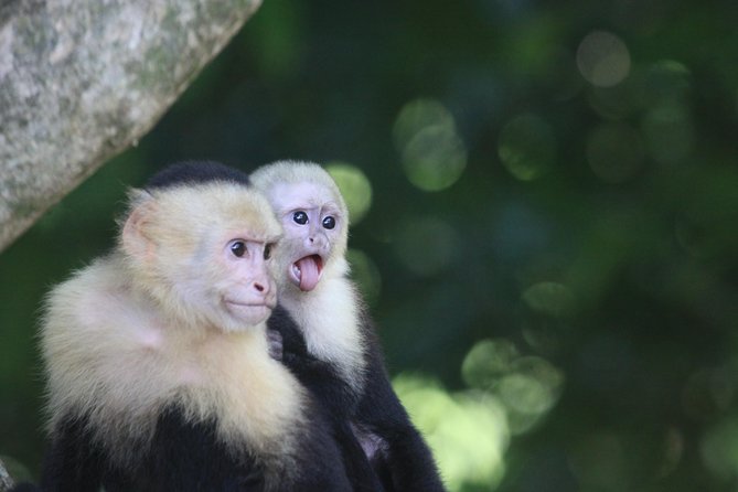 Manuel Antonio National Park Guide Tour - Meeting and Accessibility