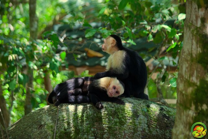 Manuel Antonio National Park Tour - Exploring the Rainforest Ecosystem