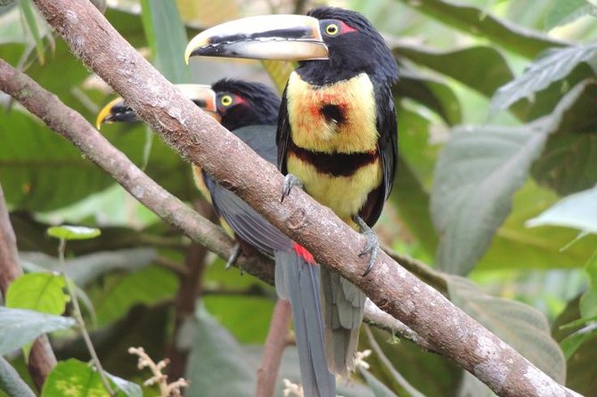 Mindo Cloud Forest Private Day Tour - Guide and Transportation