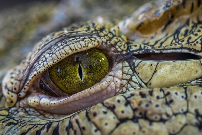 Night Mangrove Safari Boat Tour With Dinner | Manuel Antonio - Inclusions