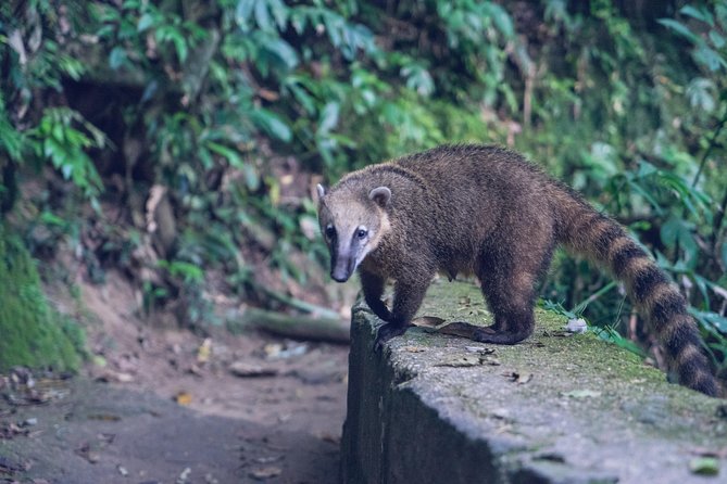 Rio: Caves and Waterfalls Adventure in Tijuca Forest - Exploring Tijuca National Park