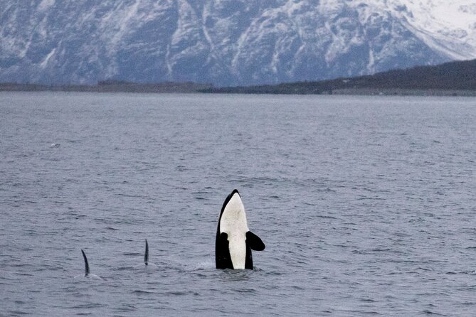 Silent Whale Watching - Meeting and Logistics