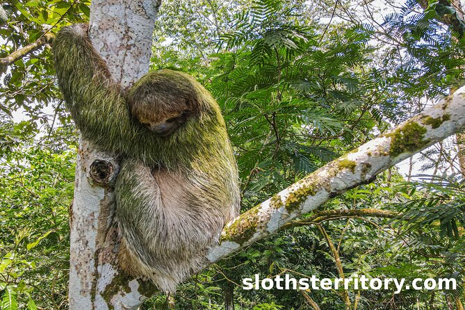 Sloths Watching Tour Through Sloths Territory - Diverse Wildlife Encounters