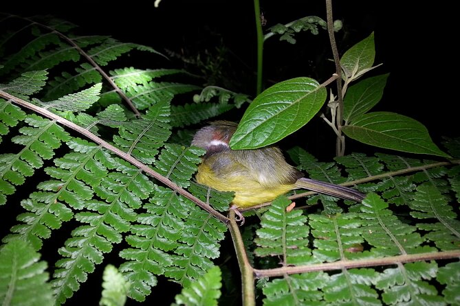 Small Group Night Walking Tour in Monteverde - Nighttime Transformations of the Tropical Forest