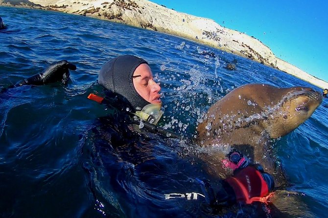 Snorkeling With Sea Lions by Madryn Buceo - Safety and Accessibility Information