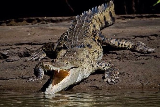 Tamarindo Estuary Boat Safari - Wildlife Viewing Opportunities