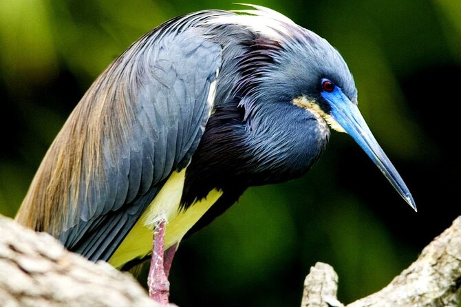 Tamarindo Estuary Tour - Wildlife Sightings