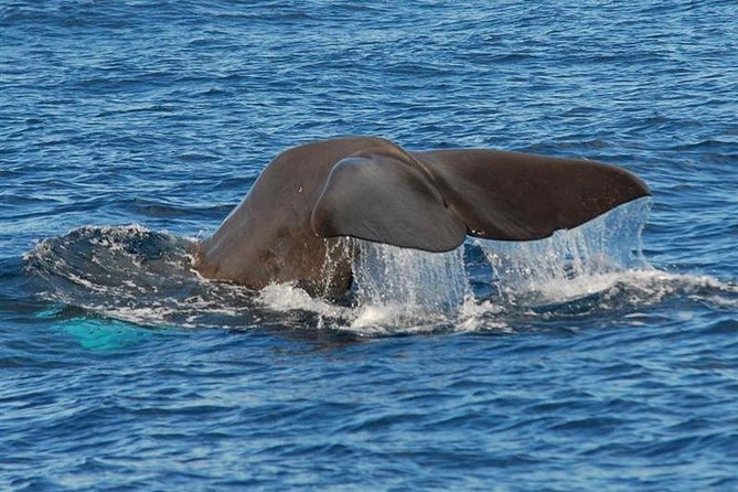 Whale and Dolphin Watching in Calheta, Madeira Island - Overview of the Experience