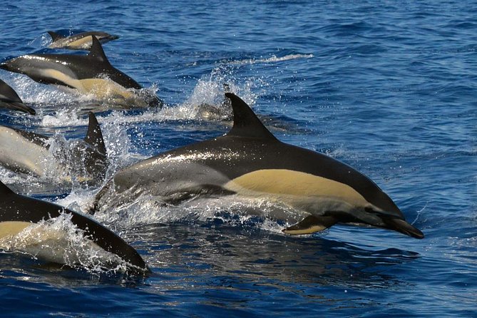 Whale Watching Eco-Adventure From Costa Adeje - Marine Protected Area Exploration