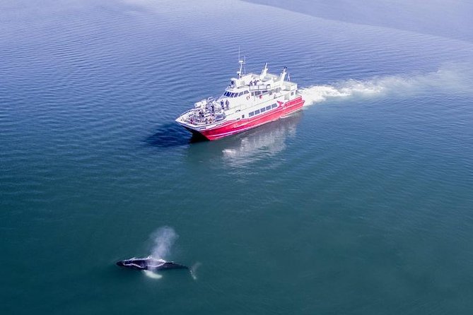 Whale Watching From Downtown Akureyri - Humpback Whales and Their Summer Feeding Grounds