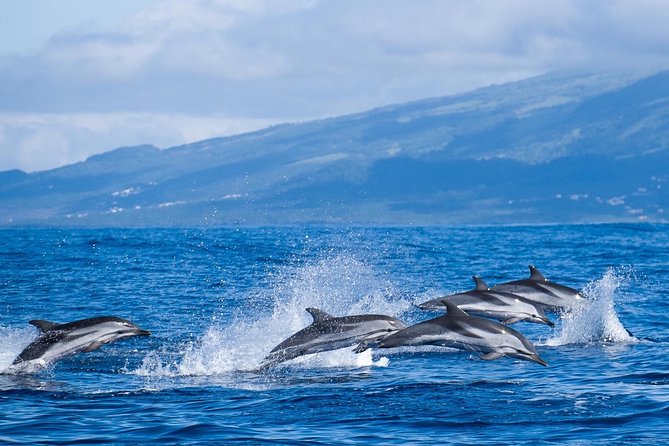 Whale Watching Tour – Ponta Delgada, Azores - Tour Logistics