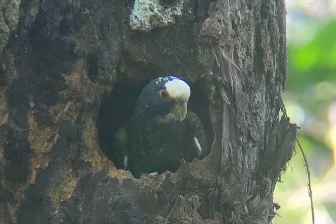 2-3-Hour Manuel Antonio Park Nature Guided Tour - Wildlife Sightings and Highlights