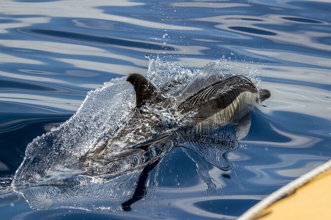 Azores Whale Watching & Islet Boat Tour - Meeting and Pickup Information