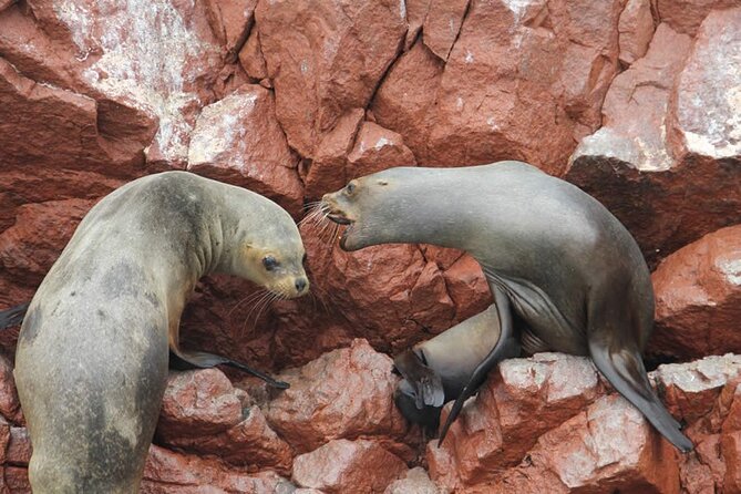 Boat Tour of the Ballestas Islands in Paracas - Guided Tour Experience