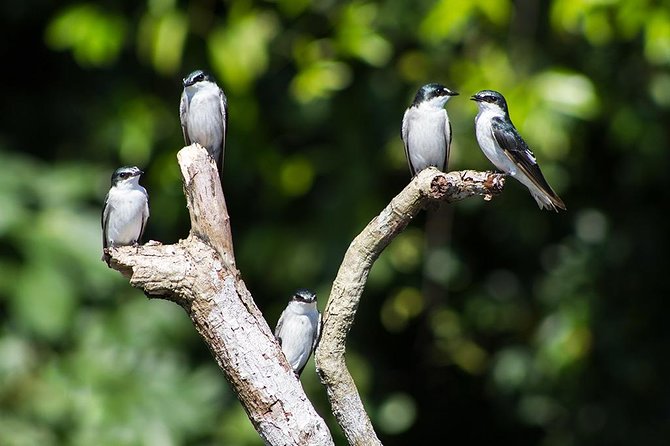 Canoe Tour in Tortuguero National Park - Customer Feedback