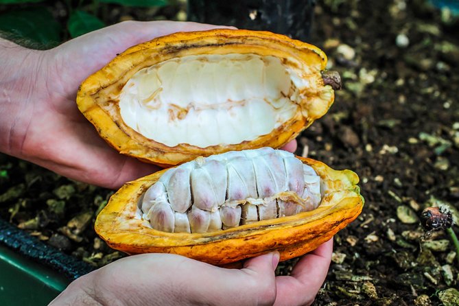 Coffee and Chocolate Regular Tour - Chocolate Making