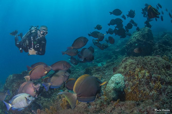 Diving for Beginners and Accredited - Búzios RJ - Recommended Diving Activities