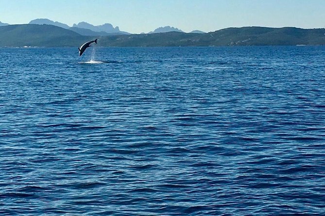 Dolphin Watching Tour - From Golfo Aranci - Pricing and Booking