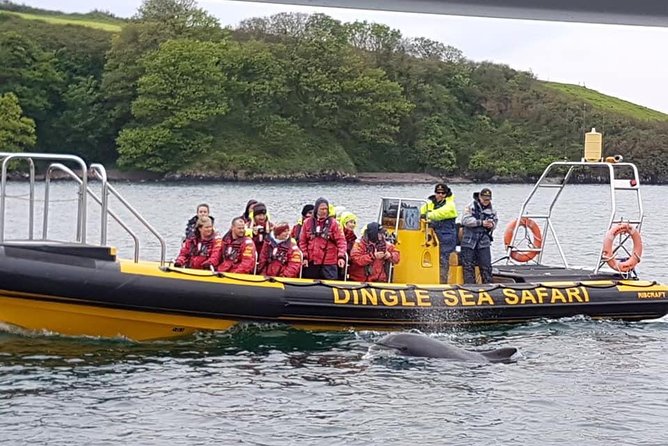 Exhilarating Rib Experience - Dingle Sea Safari - Overview of Dingle Sea Safari