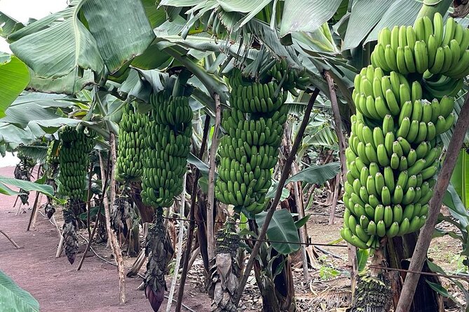 Guided Tour of the Banana World - Accessibility and Participation Requirements