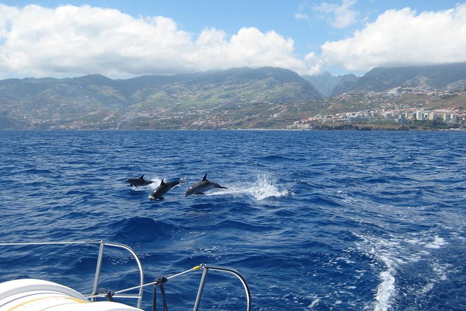 Half-Day Catamaran Trip From Funchal - Wildlife Sighting Opportunities