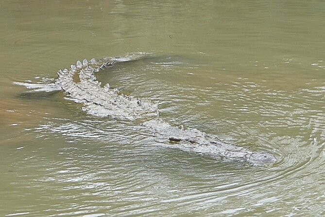 Jungle Crocodile Safari and Bird Watching Tour - Traveler Experiences and Feedback