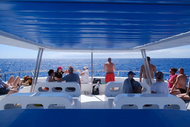 Madeira Dolphin and Whale Watching on a Ecological Catamaran - Planning Your Whale and Dolphin Watching Adventure