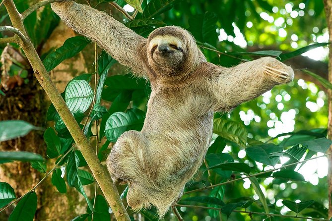 Mangrove Boat Tour Damas Island | Manuel Antonio - The Sum Up