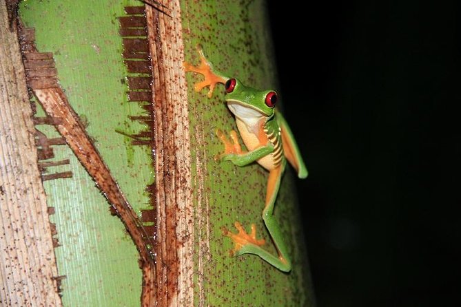 Manuel Antonio Jungle Night Tour With Pick up Included - Tour Reviews and Feedback