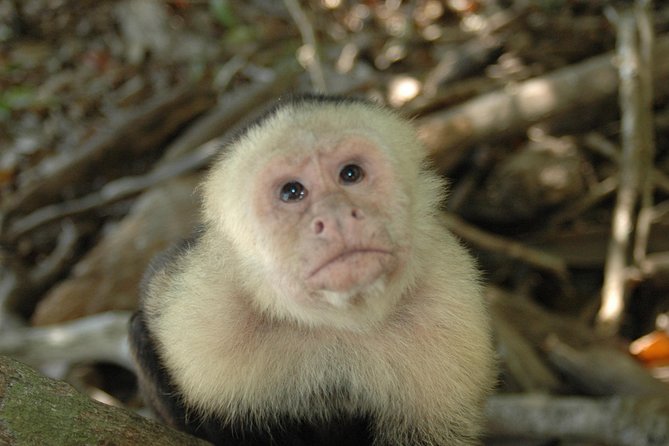 Manuel Antonio National Park Hiking Tour - Traveler Feedback