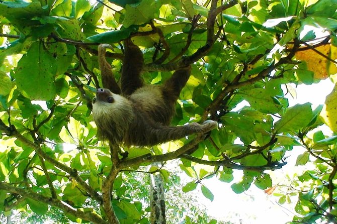 Manuel Antonio National Park Sightseeing and Wildlife Day Tour From San Jose - Spotting Scarlet Macaws