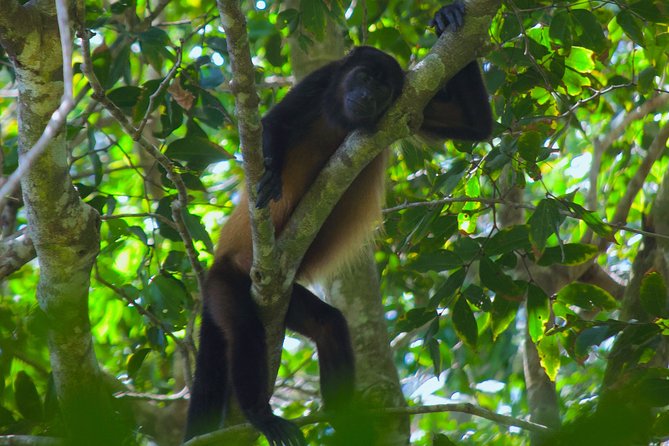 Manuel Antonio National Park Tour - Personalized Small-Group Experience