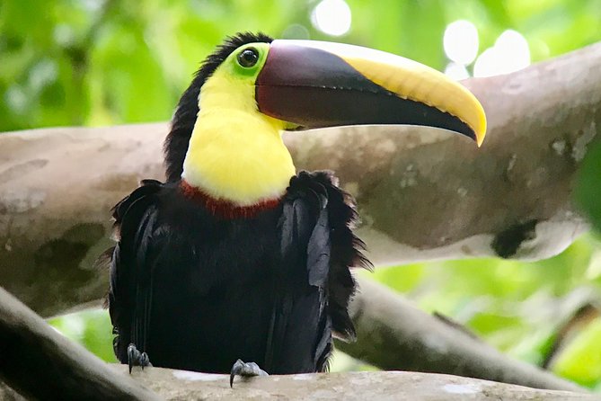 Manuel Antonio National Park Wildlife Tour - Accessibility