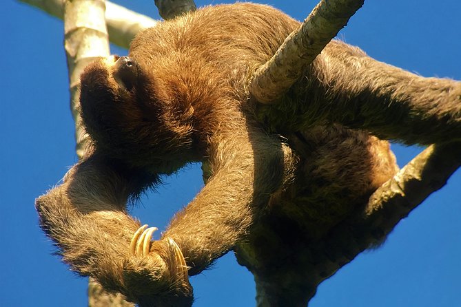 Manuel Antonio Park Tour and Its Amazing Wildlife and Beaches - Exploring the Park With a Certified Guide